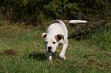 BOULEDOGUE AMERICAIN 321